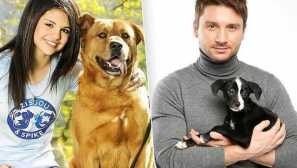 Nežijú bez seba: hviezdy a psy